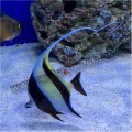 MOORISH IDOL